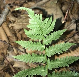 Parathelypteris simulata - PictureThis
