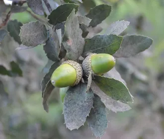 コルクガシの判定方法 (Quercus suber)