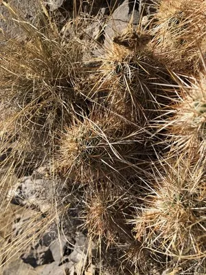 opuntia kaktus Opuntia Pallida Cactus main image 1
