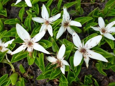 Alpine marsh-marigold (Caltha introloba) - PictureThis