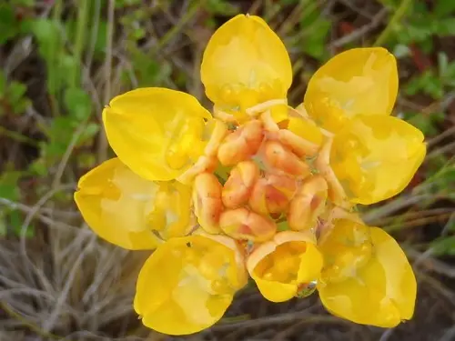 Ceratandra grandiflora