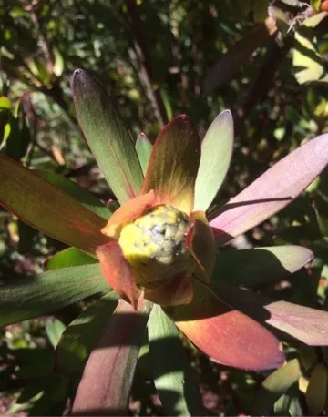 如何識別銀葉樹(Leucadendron argenteum)