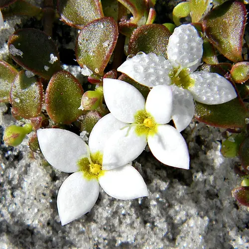 Roundleaf bluet (Houstonia procumbens) Flower, Leaf, Care, Uses ...