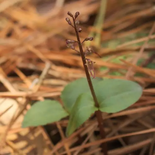 Neottia bifolia