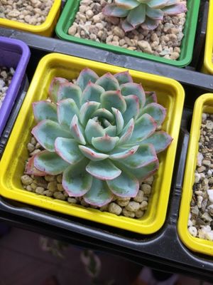 ブルーサプライズの育て方・栽培方法
