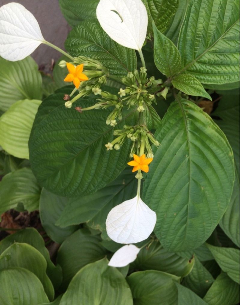 How Much Sunlight Does Wild mussaenda Need?