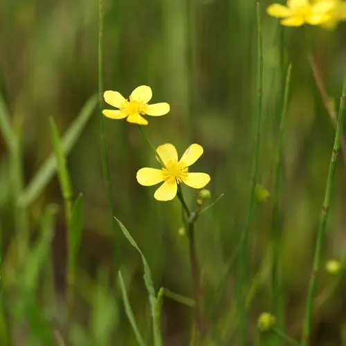 Greater creeping spearwort