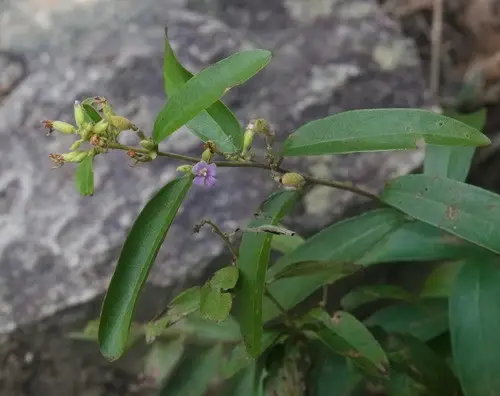 Helicteres angustifolia