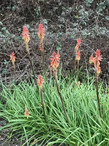 Greater red-hot poker