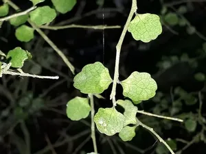 How to Prune Manakura