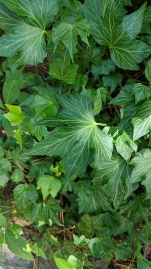 English ivy 'Green Ripple' (Hedera helix 'Green Ripple') - PictureThis