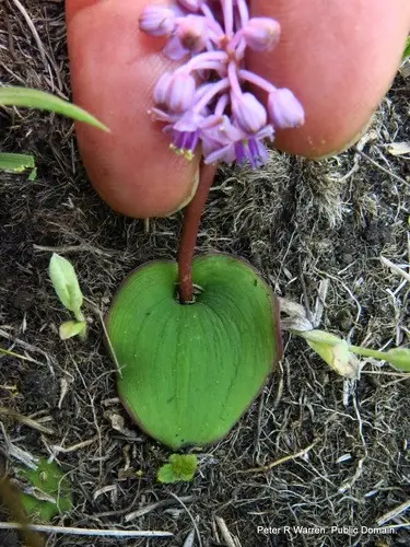 Ledebouria monophylla