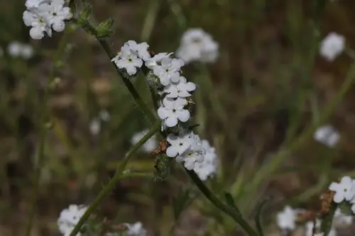 Cryptantha muricata PictureThis