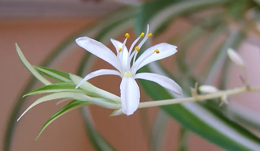 Spider plant (Chlorophytum comosum) Flower, Leaf, Care, Uses