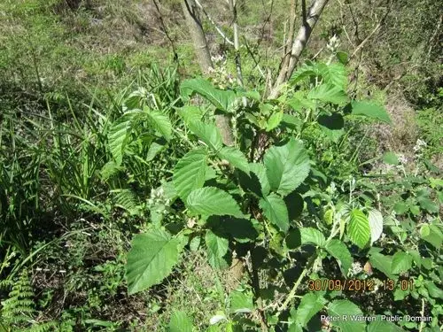 Ronce élevée (Rubus rigidus) - PictureThis