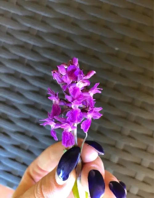 Orchide di traunsteiner