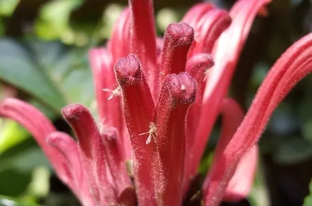 珊瑚　花？ 珊瑚'花一覧 | かぎけん花図鑑