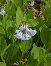 バージニア・ブルーベルの判定方法 (Mertensia virginica)