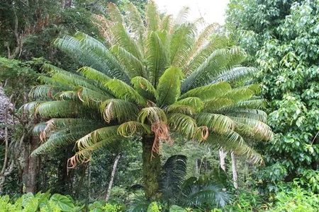 【希少種】Cycas thouarsii（ツアーシーソテツ） Cycas thouarsiiの育て方・栽培方法