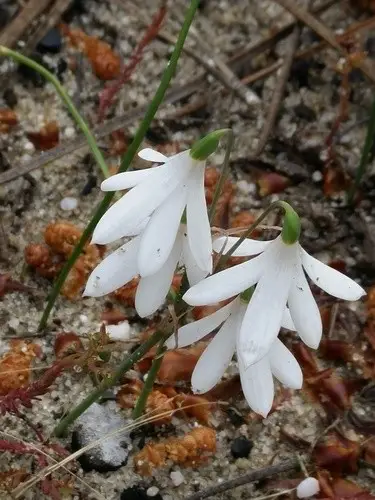 Acis trichophylla