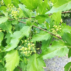カラコギカエデ（鹿子木楓）の判定方法 (Acer tataricum subsp. ginnala)