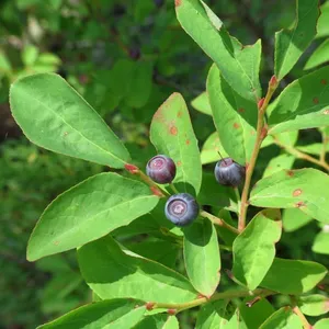 Black Huckleberry