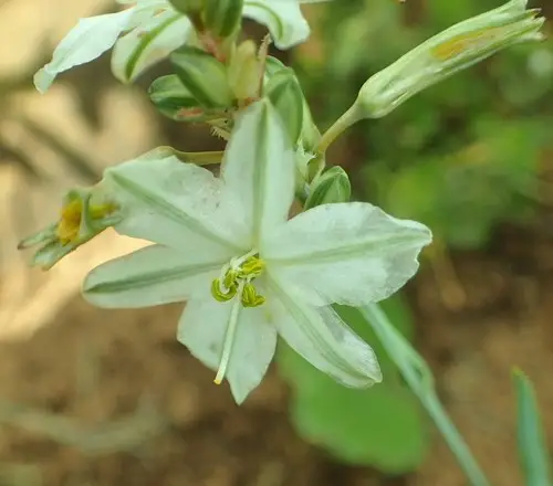 Chlorophytum cooperi
