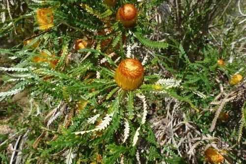 よ*い様 バンクシア・フォルモサ　Banksia formosa 苗 よ*い様 バンクシア・フォルモサ Banksia formosa 苗 - メルカリ