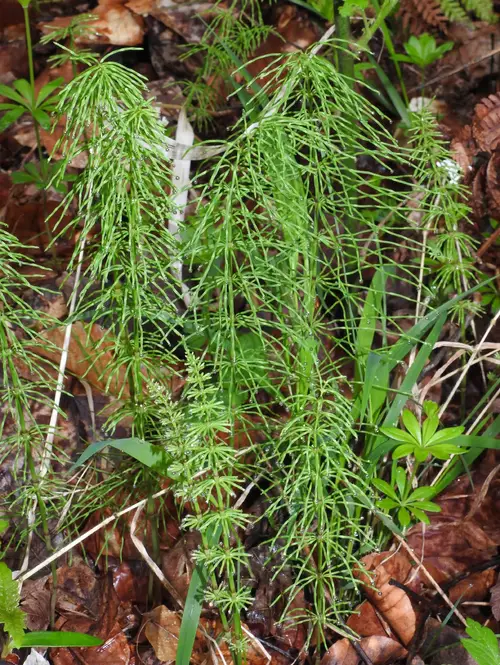 Meadow horsetail