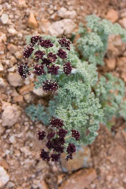 Lomatium de Mojave
