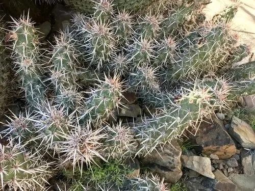 Brandegee's hedgehog cactus