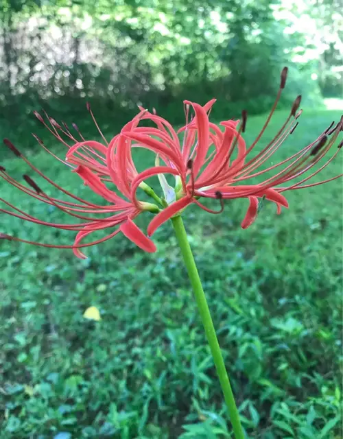 Sanguinea spider lily