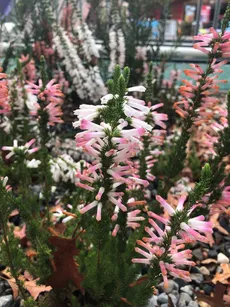 POWERS TO FLOWERS - Erica Calluna Bianca: 3 Piante Vere In Vaso 12cm. Fioritura Invernale, Resiste Al Freddo Fino A -10°. Perfette Per Esterni.