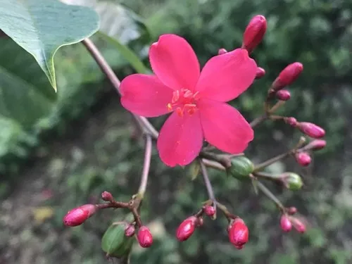 テイキンザクラ（提琴桜） (ケア, 特徴, 花, 画像, 有毒)