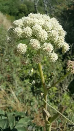 diesel from plants Green Diesel | Production-Ready Seed