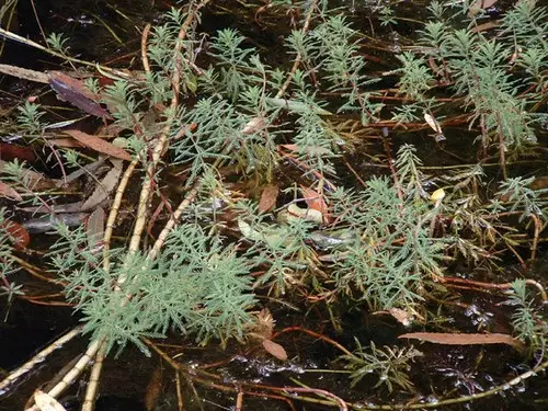 Myriophyllum robustum