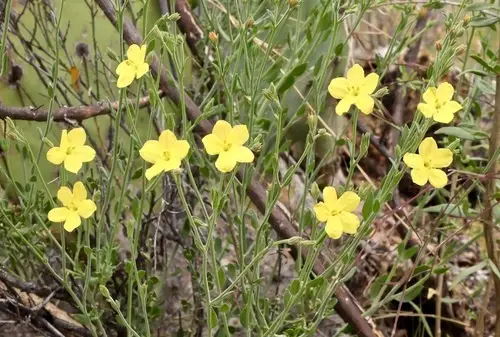 Rough menodora (Menodora scabra) Flower, Leaf, Care, Uses - PictureThis