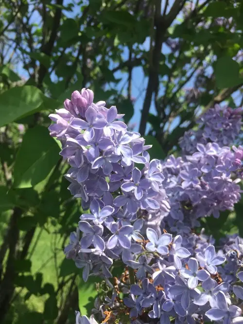 Common lilac 'President Grevy'