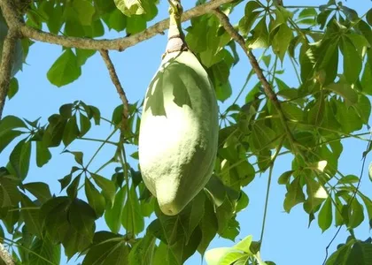 Ceiba aesculifolia - PictureThis