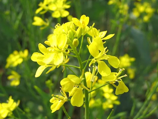 Mostaza india - Brassica juncea (Cuidado, Características, Invasivo, Imágenes, Comestible)