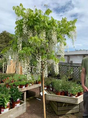 How to Grow and Care for Chinese wisteria 'Jako'