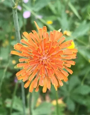 Orange agoseris - Agoseris aurantiaca (Taxonomy, Characteristics