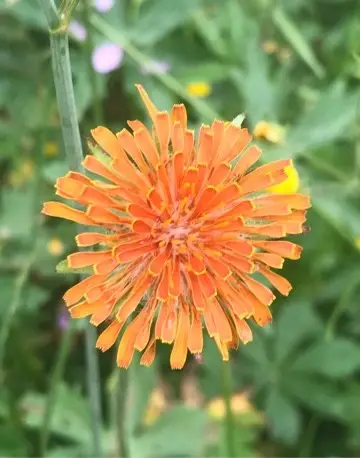 Falso diente de león de flores anaranjadas