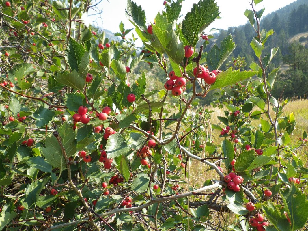 Top Benefits of Fireberry hawthorn for Your Garden and Well-Being