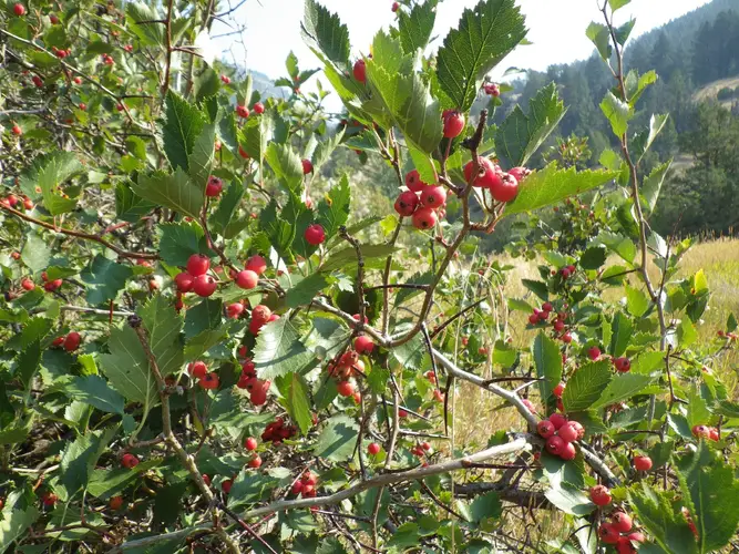 Fireberry hawthorn