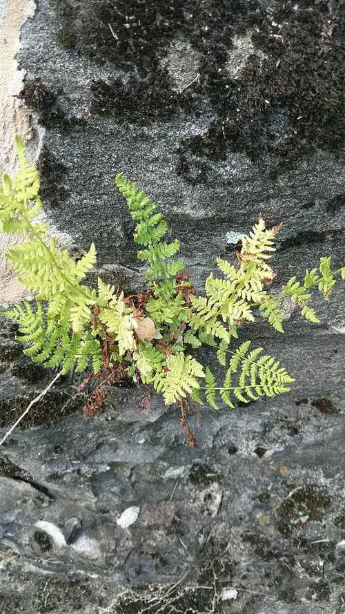 Rocky mountain cliff fern