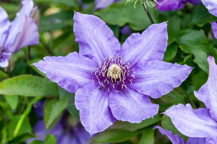 Clematis 'Richard Pennell'