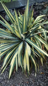 sansevieria brown Dracaena pethera 'Coppertone'  Warm-Toned Snake Plant