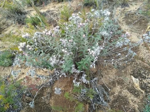 ARSOA　SAUSSUREA Saussurea wielkogłowa – Wikipedia, wolna encyklopedia