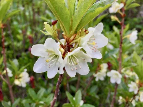Cascade azalea (Rhododendron albiflorum) - PictureThis
